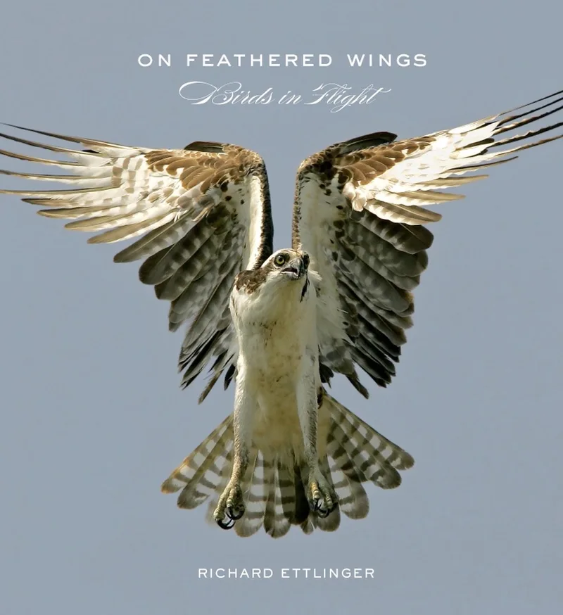 On Feathered Wings fra Abrams – billede af bogen