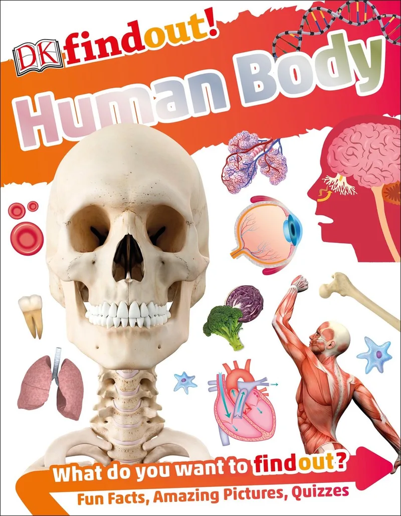 DKfindout Human Body von DK – Buchfoto