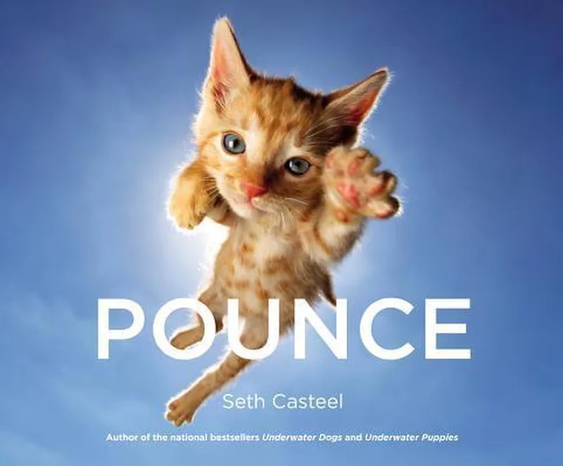 Pounce von Little, Brown – Buchfoto