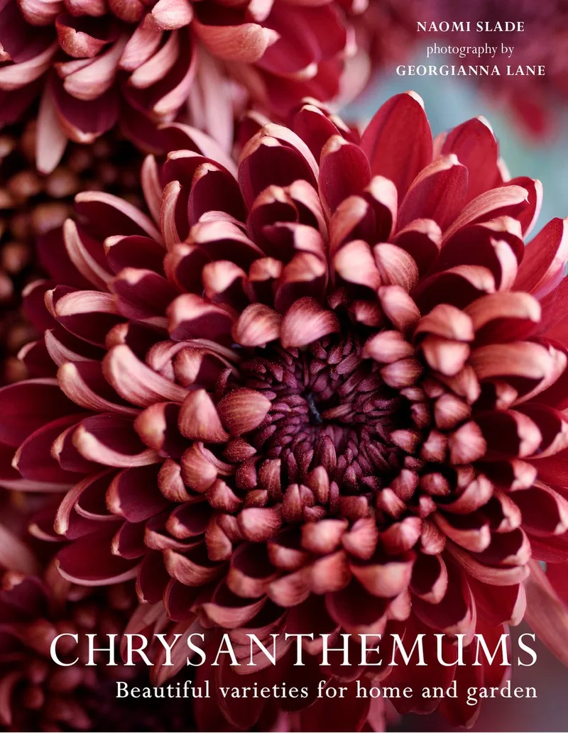 Chrysanthemums fra Pavilion – billede af bogen