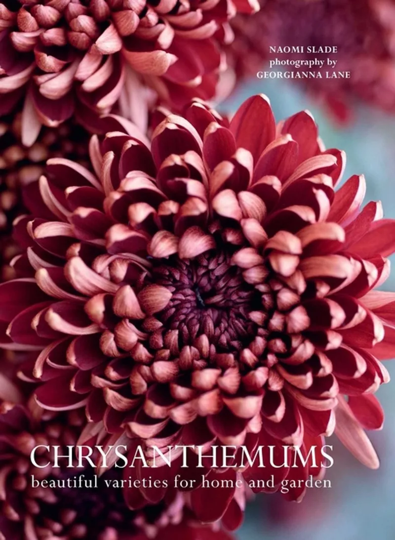 Flowers- Chrysanthemums van Pavilion – boekfoto