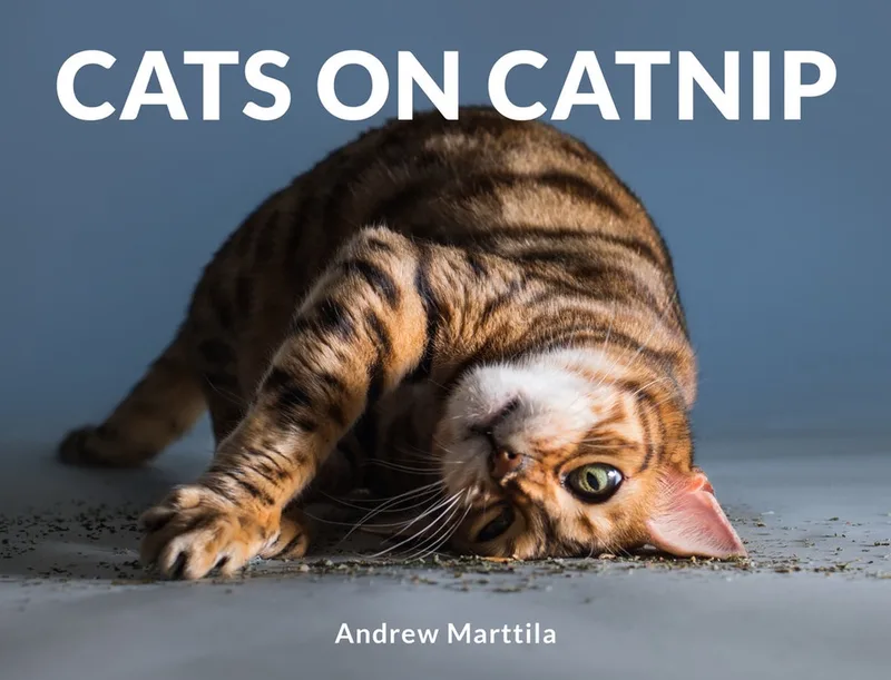 Cats on Catnip von Robinson – Buchfoto