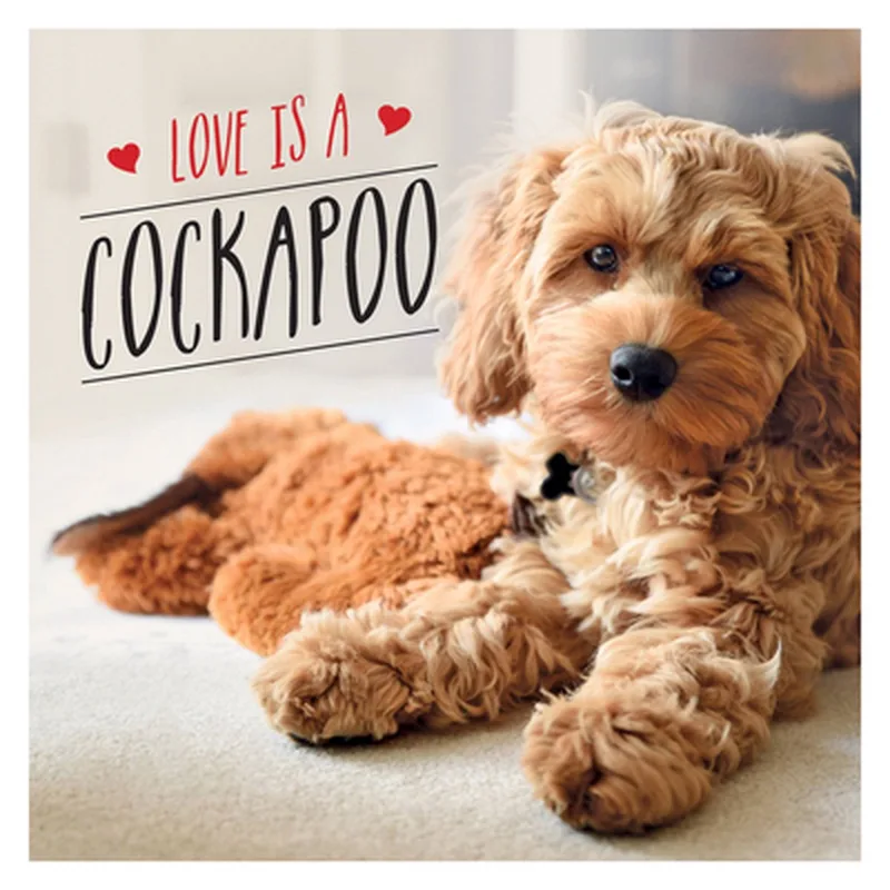 Love is a Cockapoo von Summersdale – Buchfoto